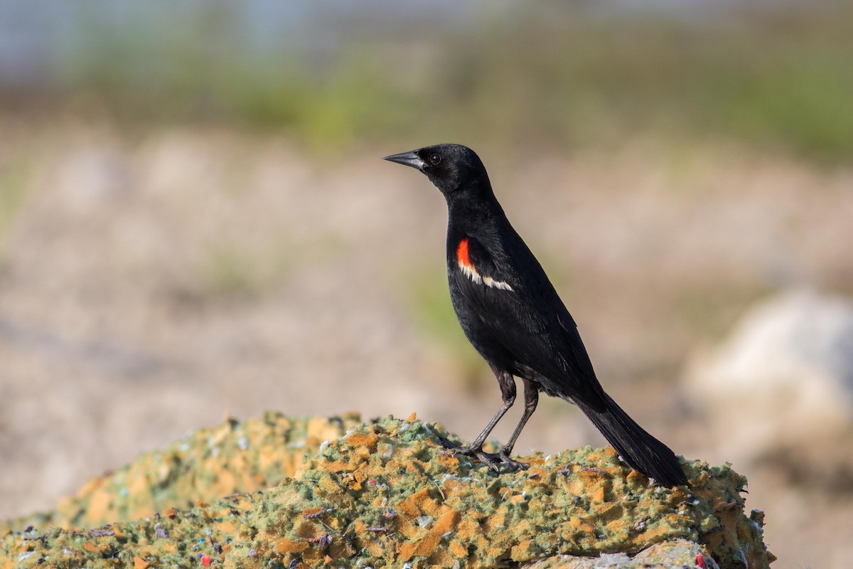 Red-winged Blackbird - ML107633781