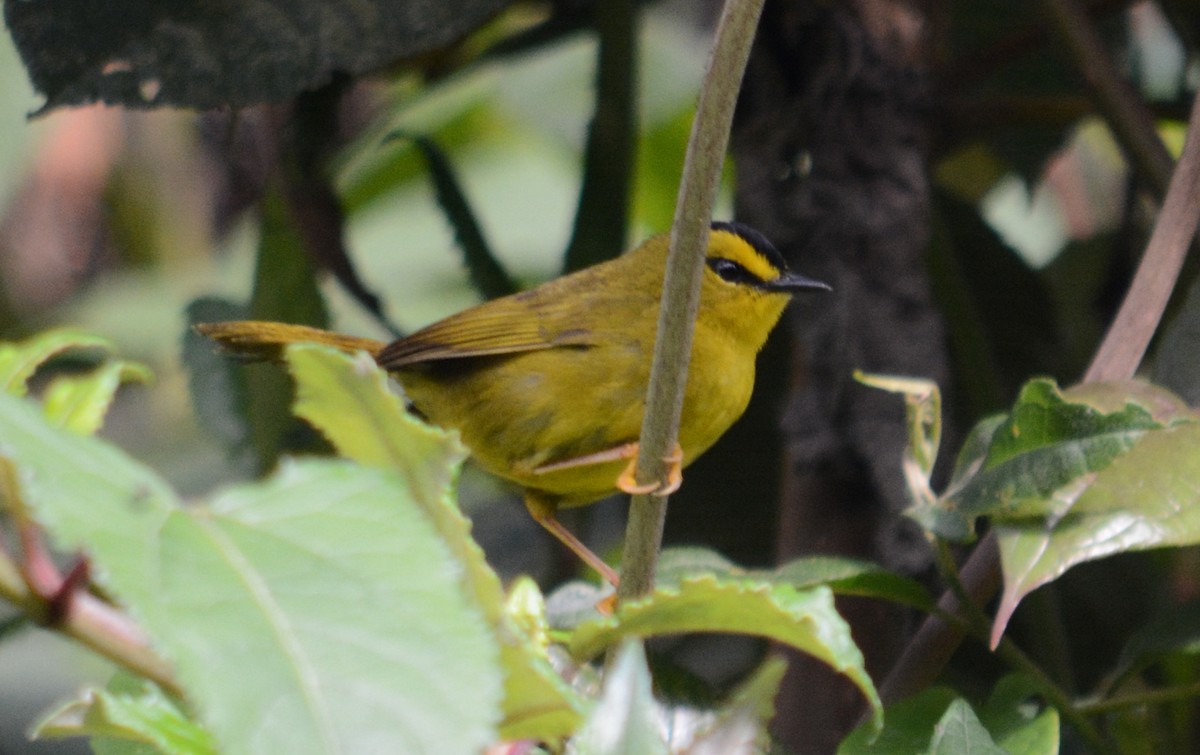 Black-crested Warbler - ML107634201