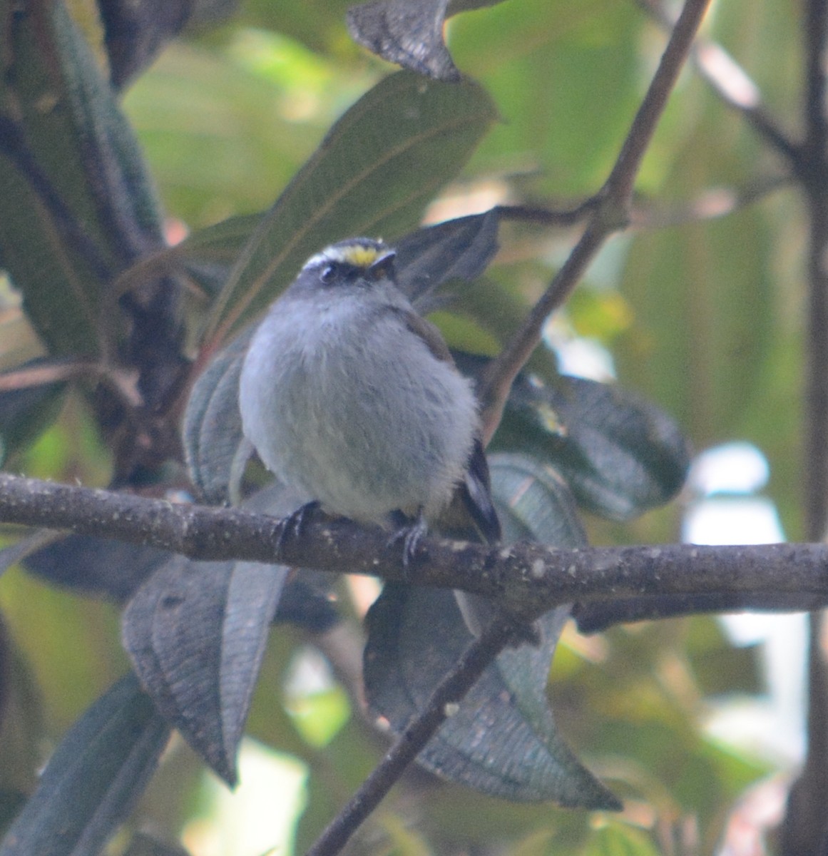 Crowned Chat-Tyrant - ML107634431