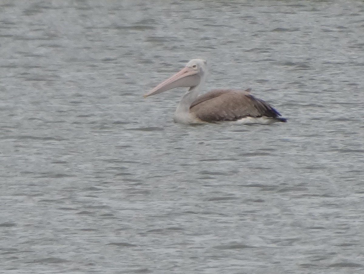 Spot-billed Pelican - Catherine McFadden