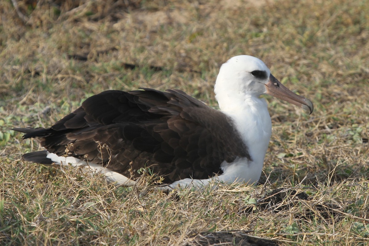 Laysan Albatross - James (Jim) Holmes