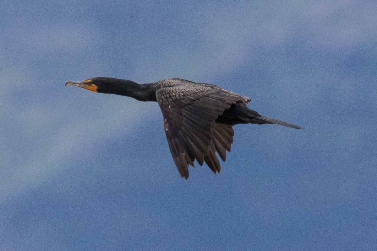 Double-crested Cormorant - ML107639081