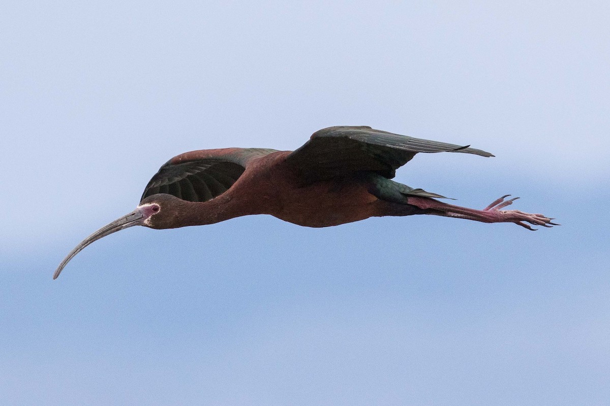 Ibis à face blanche - ML107640461