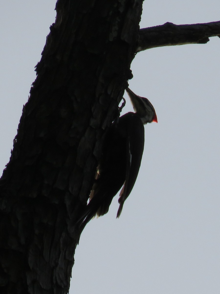 Pileated Woodpecker - ML107640751