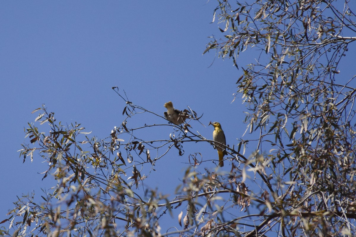 Bullock's Oriole - ML107642331