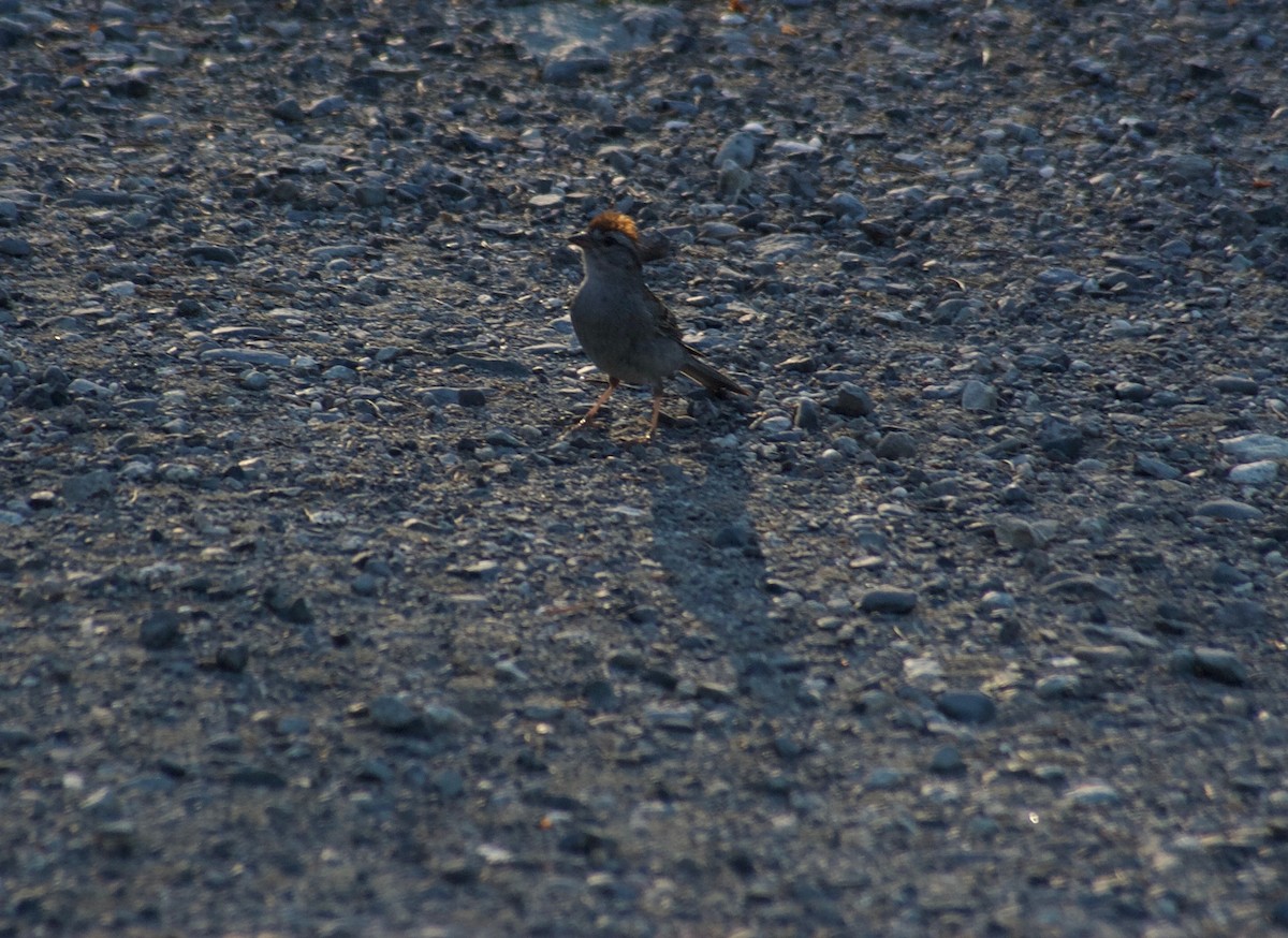 Chipping Sparrow - ML107642361