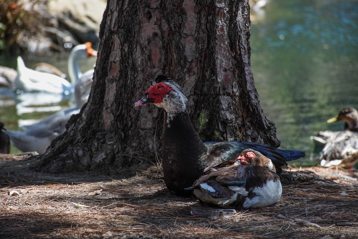 Muscovy Duck (Domestic type) - ML107642491