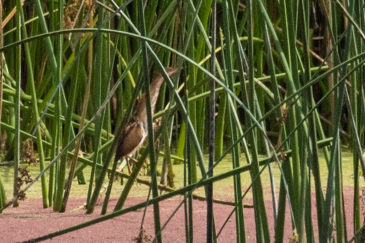 Least Bittern - ML107643171