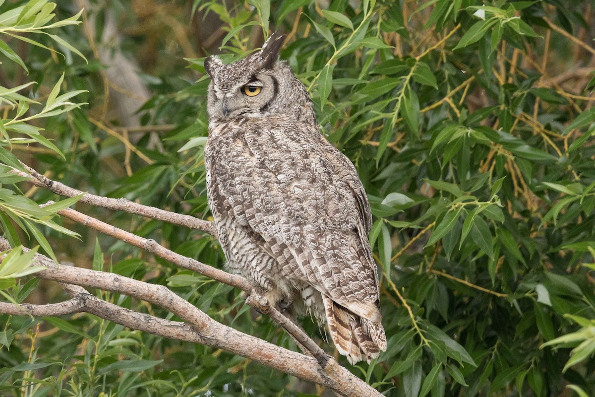 Great Horned Owl - ML107645601