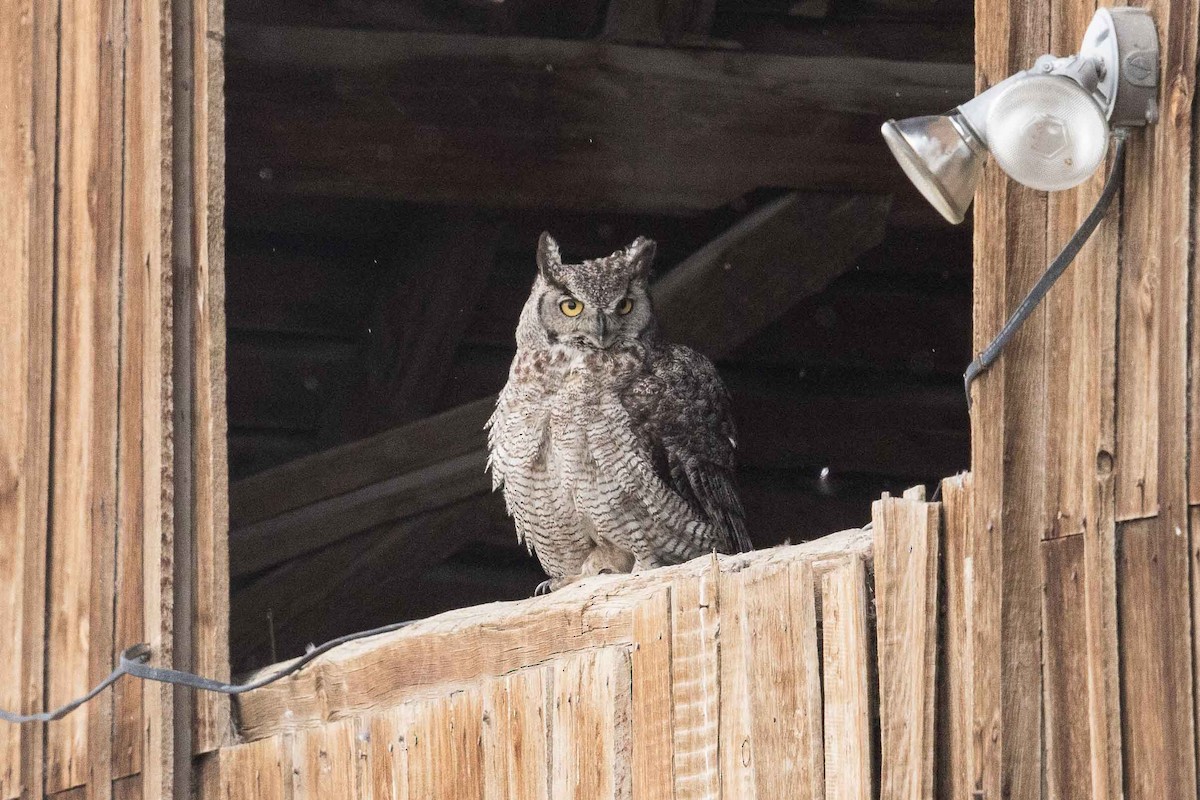 Great Horned Owl - ML107645611