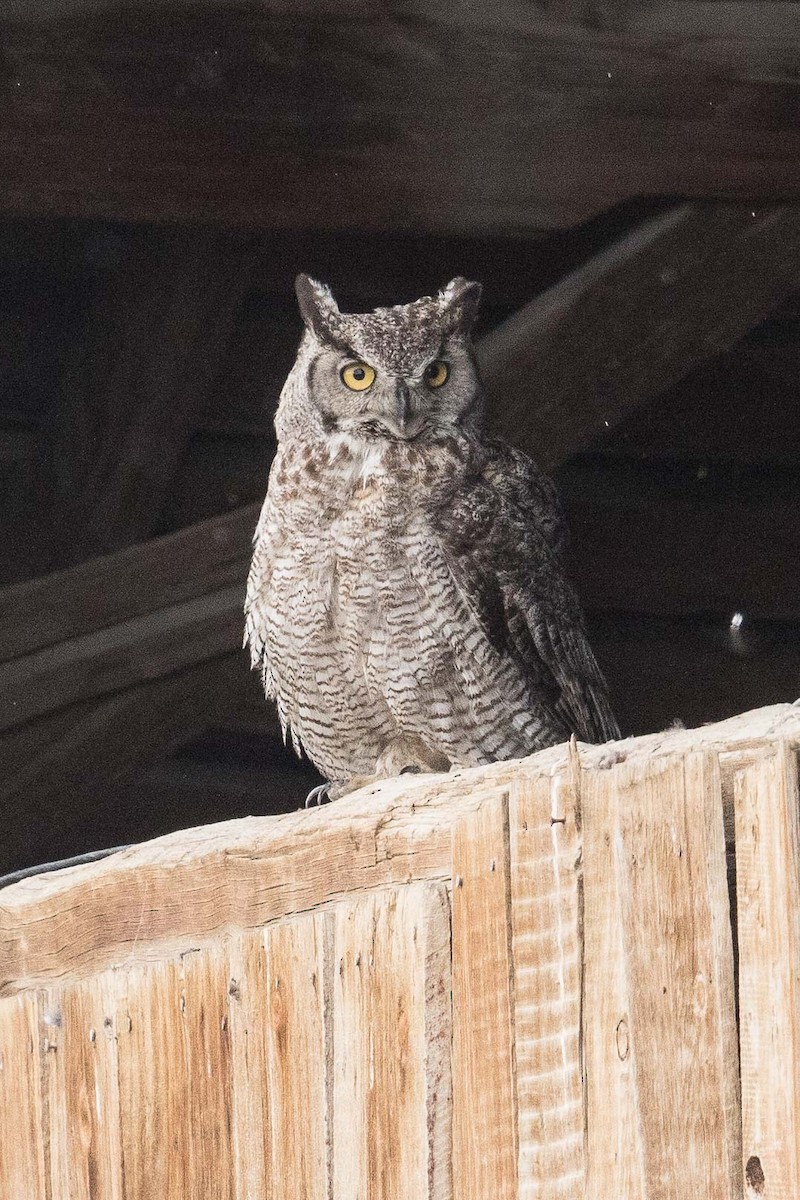 Great Horned Owl - ML107645641