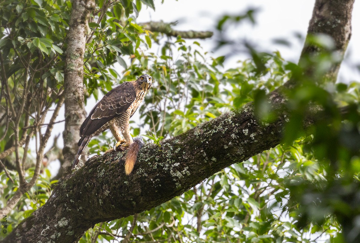 Legge's Hawk-Eagle - ML107645811