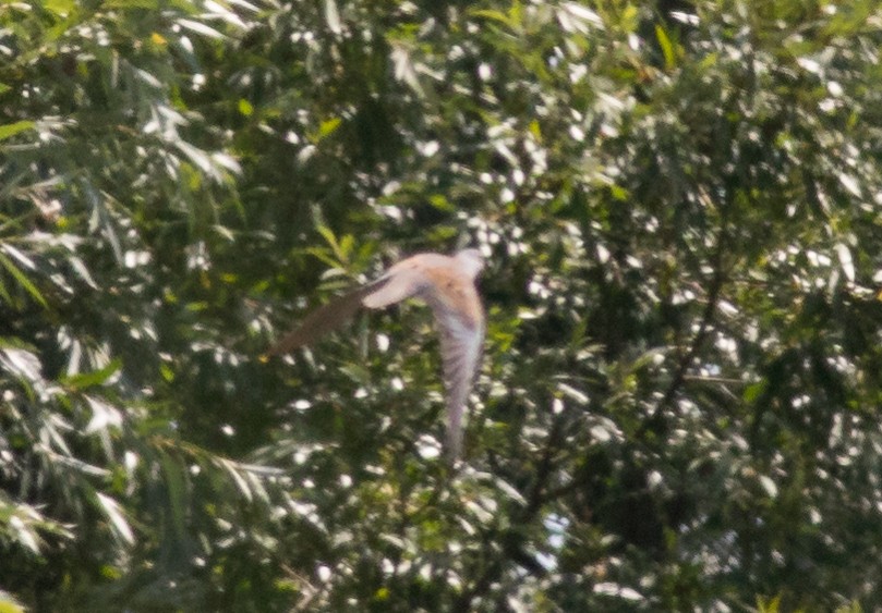 European Turtle-Dove - ML107646531