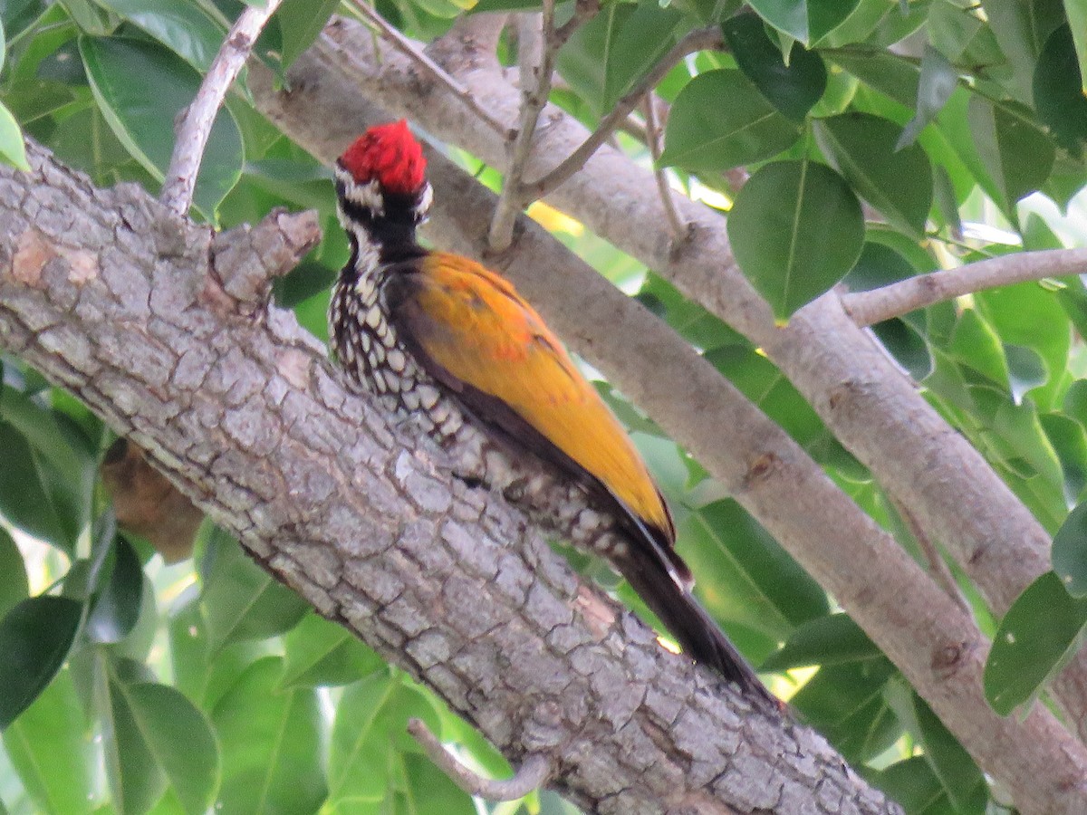 Common Flameback - ML107646641