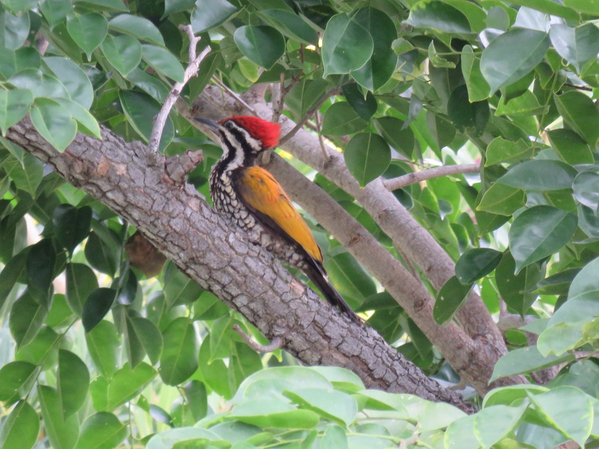 Common Flameback - ML107646651