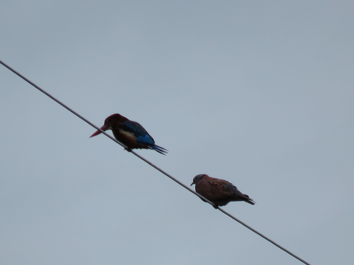 White-throated Kingfisher - ML107646671