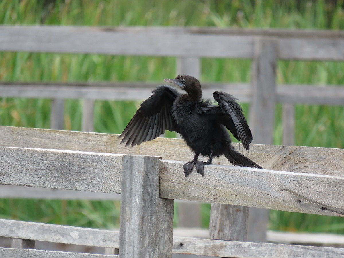 Little Cormorant - Jack Noordhuizen