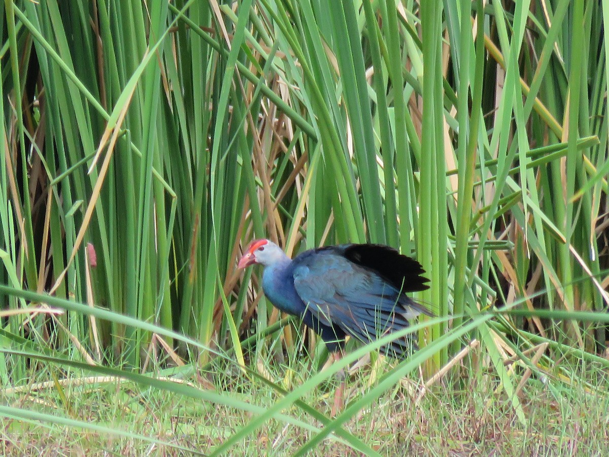 Gray-headed Swamphen - Jack Noordhuizen