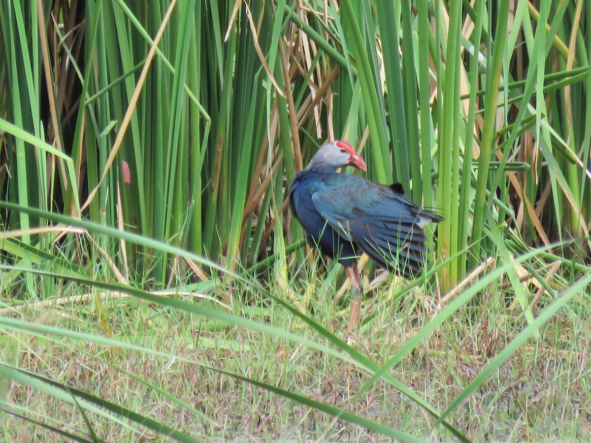 Gray-headed Swamphen - Jack Noordhuizen