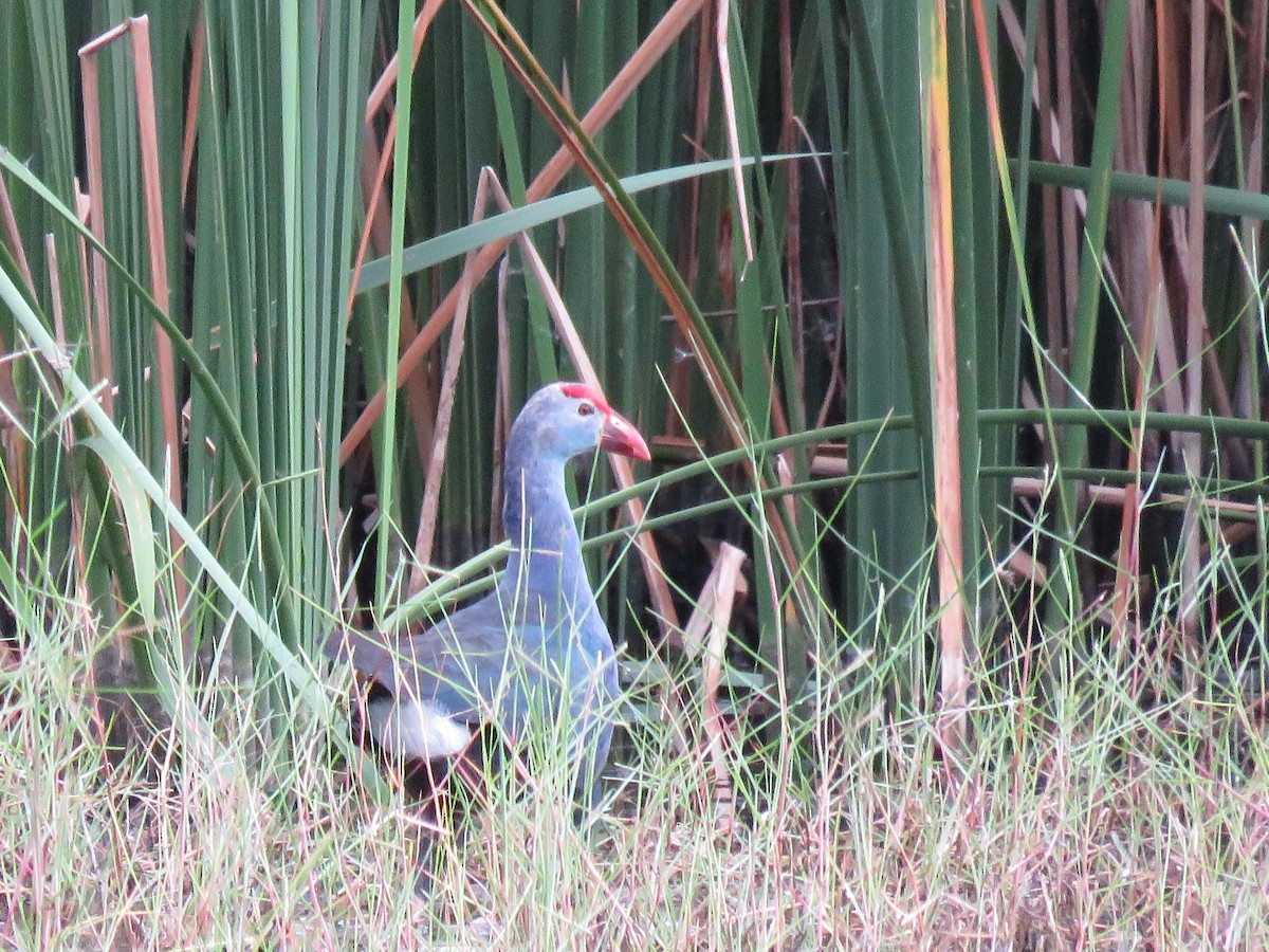 Gray-headed Swamphen - ML107646751