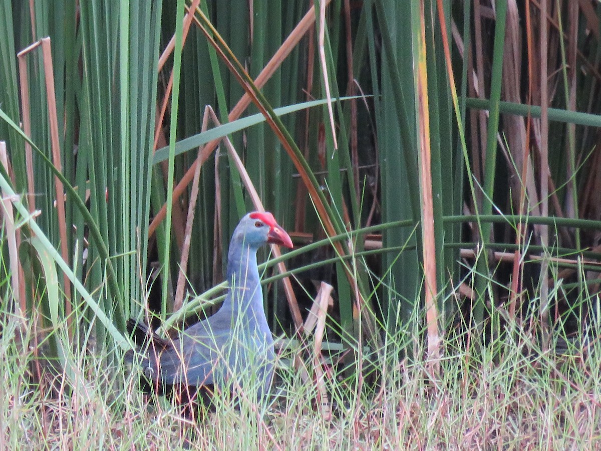 Gray-headed Swamphen - ML107646761