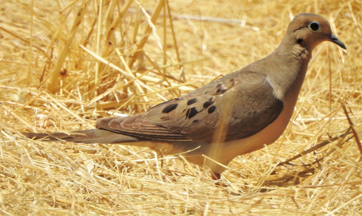 Mourning Dove - ML107646881