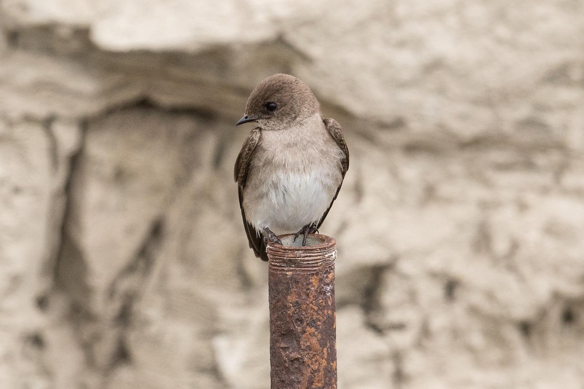 Northern Rough-winged Swallow - ML107648001