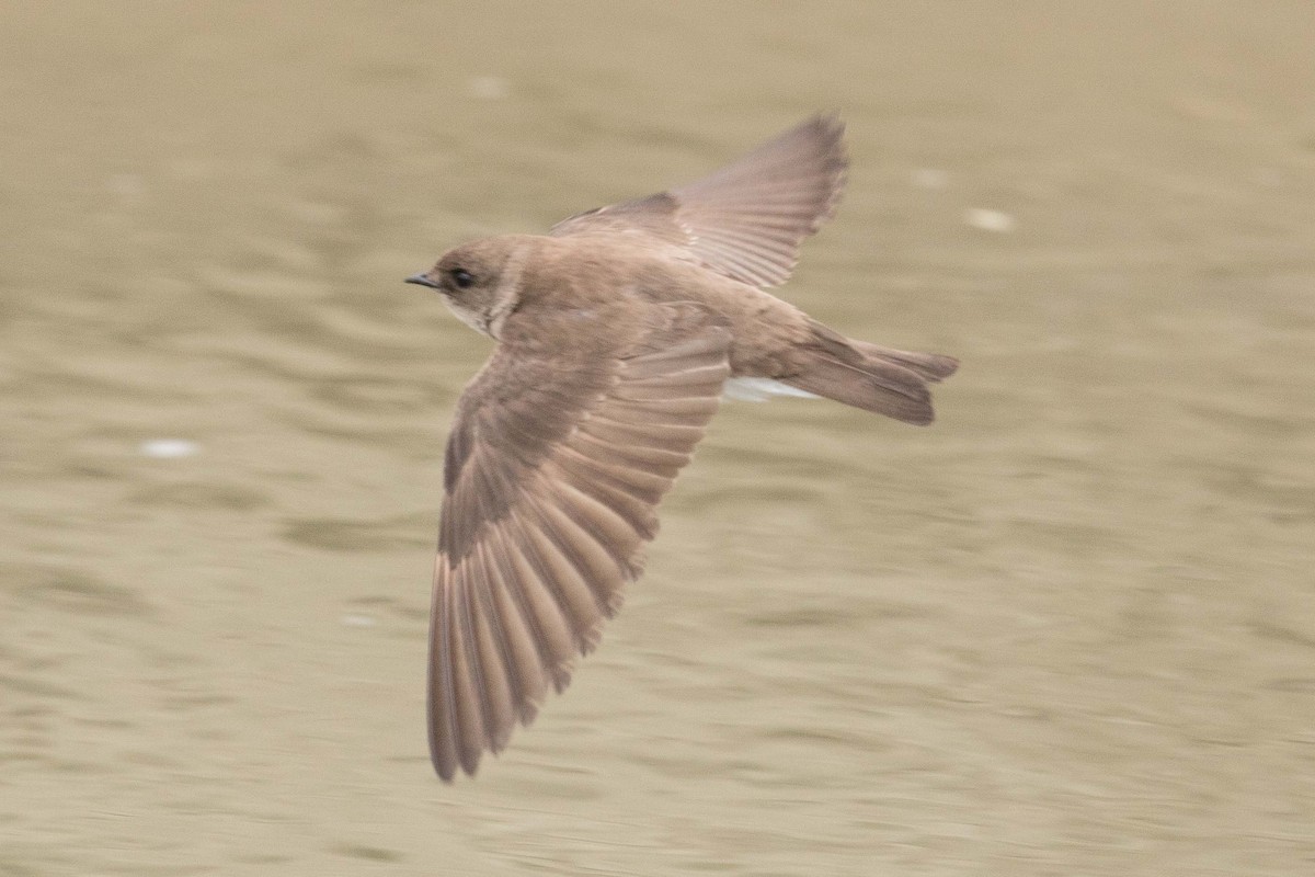 Northern Rough-winged Swallow - ML107648021