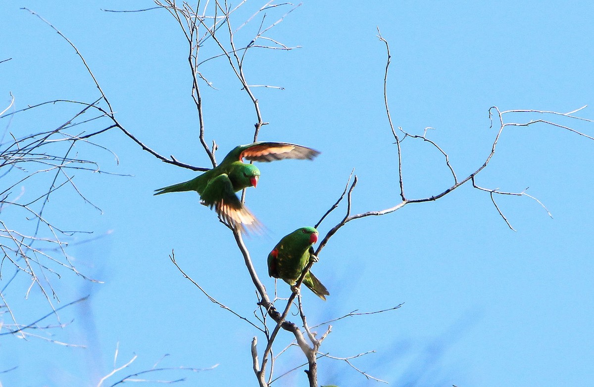 Scaly-breasted Lorikeet - ML107649181