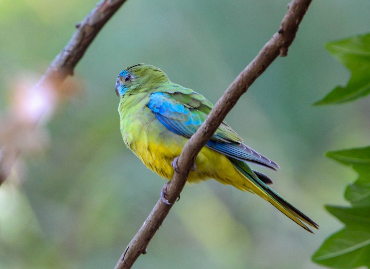 Turquoise Parrot - ML107649251