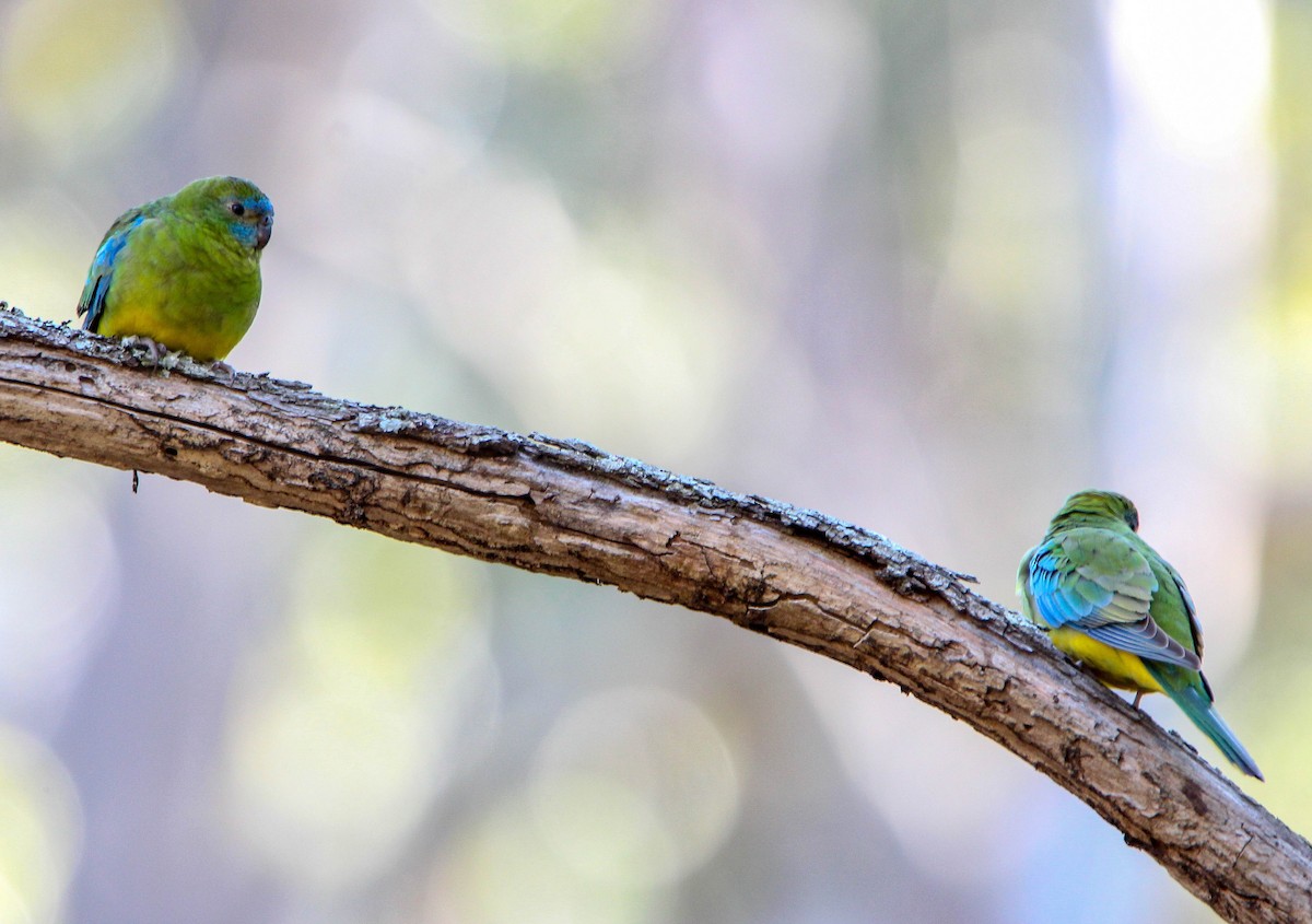 Turquoise Parrot - ML107649261