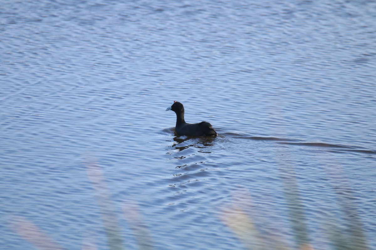 Red-knobbed Coot - ML107649361
