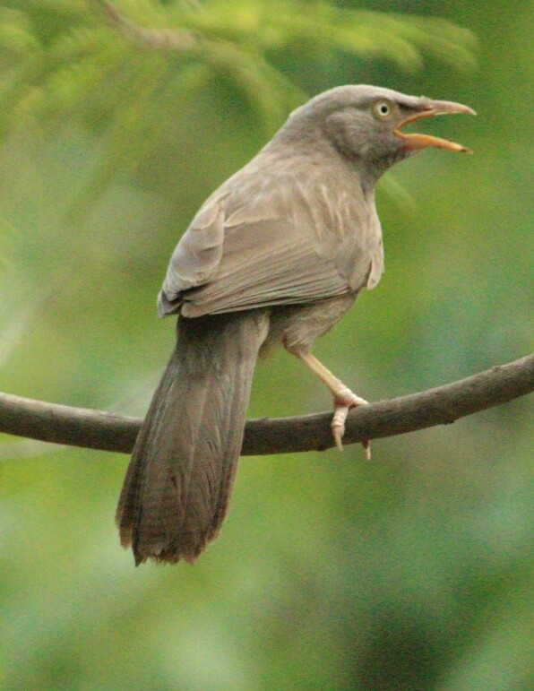 Jungle Babbler - ML107650211