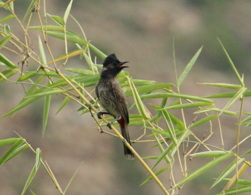 bulbul šupinkový - ML107650321