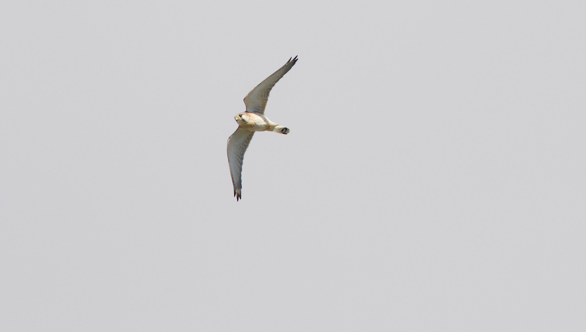 Nankeen Kestrel - ML107650651