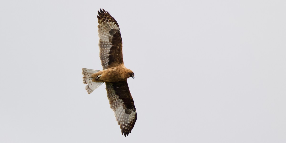 Águila Chica - ML107650811