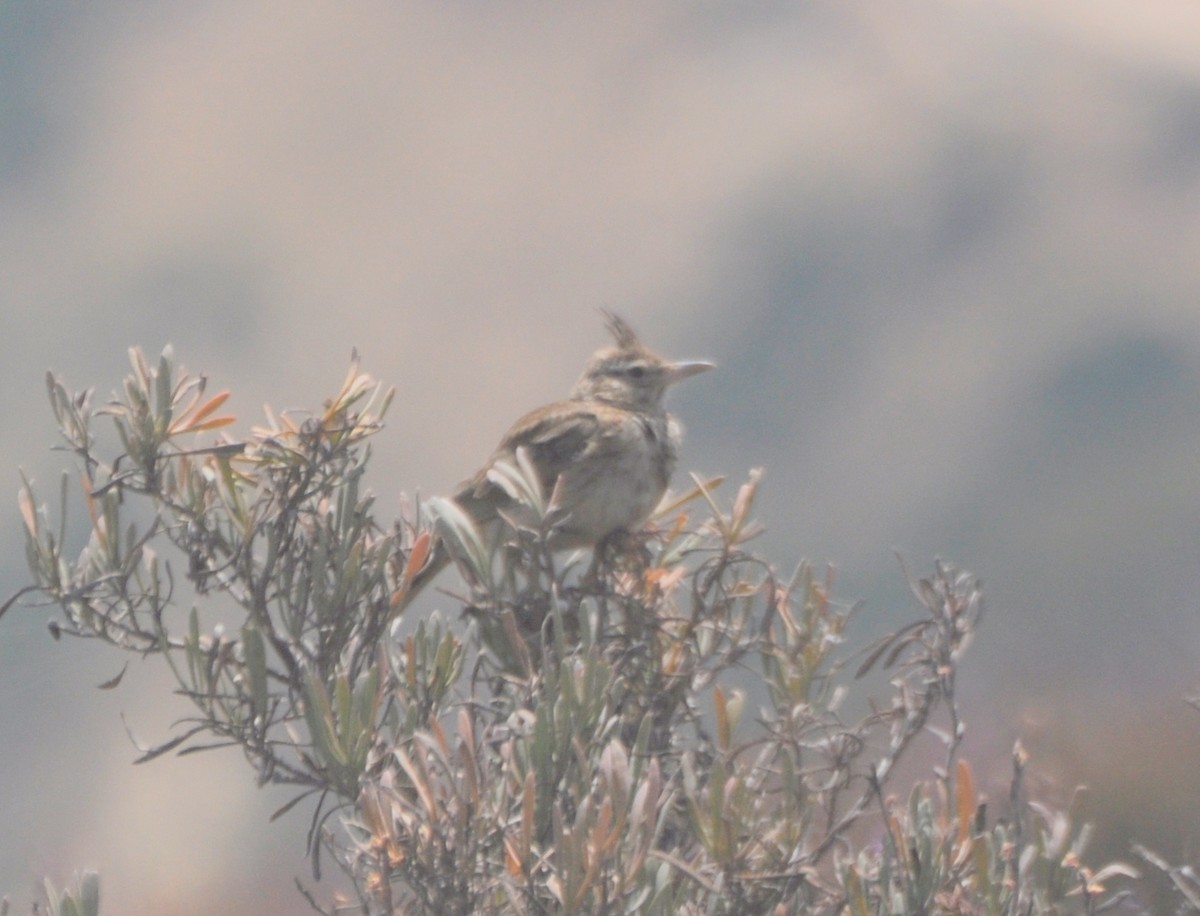 Crested Lark (Crested) - ML107651401