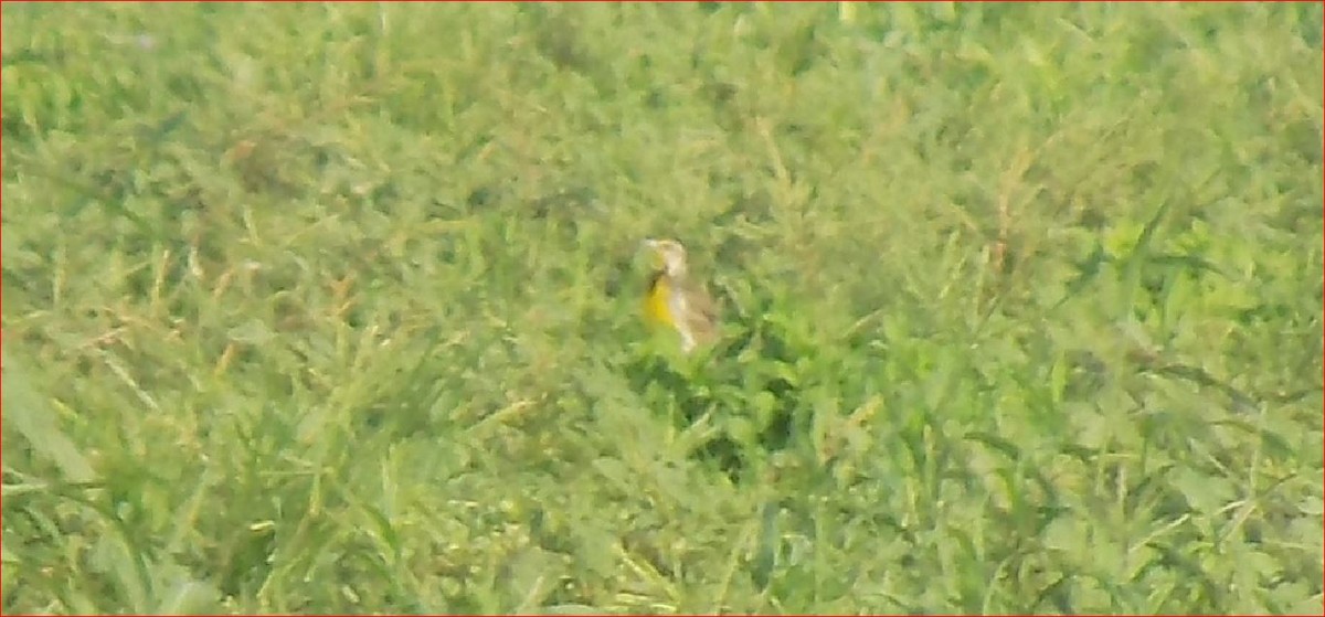 Eastern Meadowlark - ML107652321