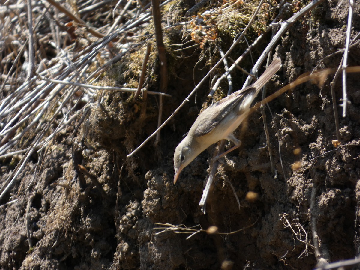 Olive-tree Warbler - Anders Østerby