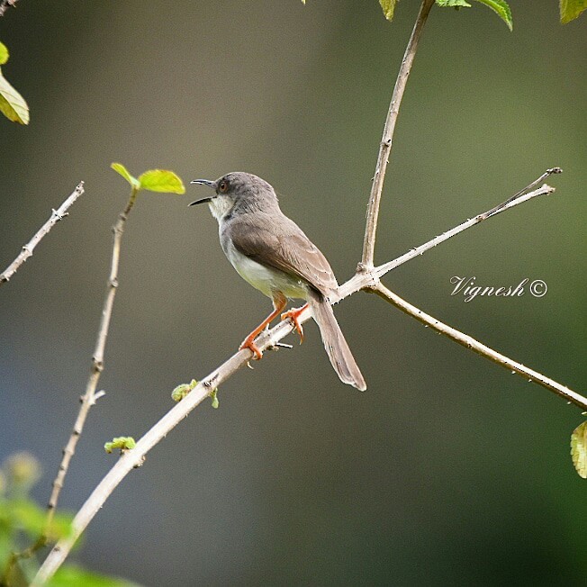 Gray-breasted Prinia - Coimbatore Nature Society