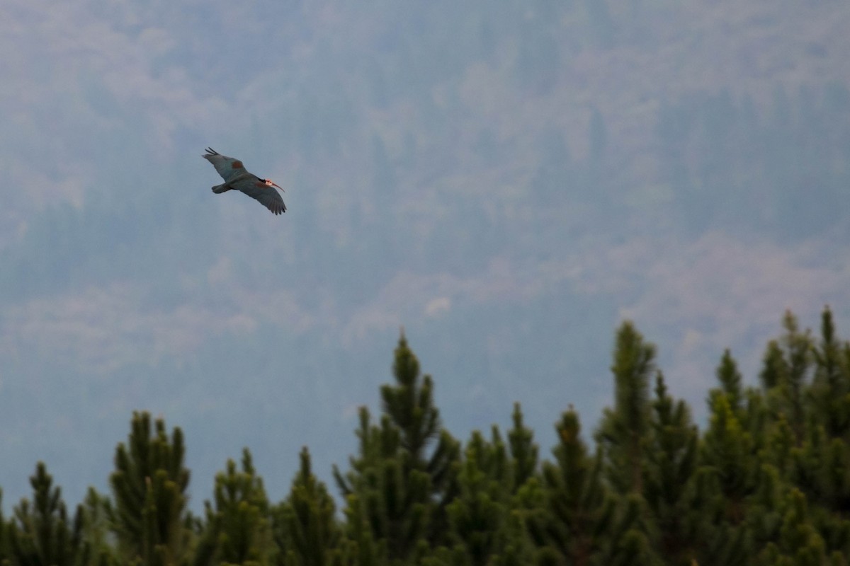 Southern Bald Ibis - ML107654081