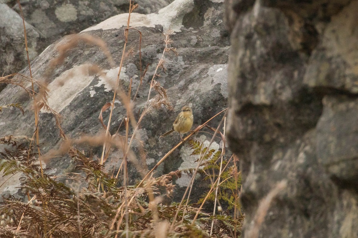 Drakensberg Prinia - ML107655051