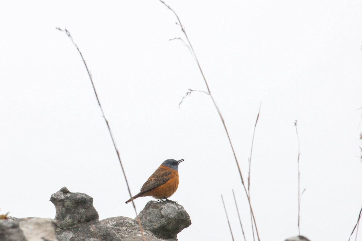 Cape Rock-Thrush - ML107655151