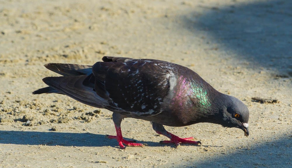 Rock Pigeon (Feral Pigeon) - ML107655731