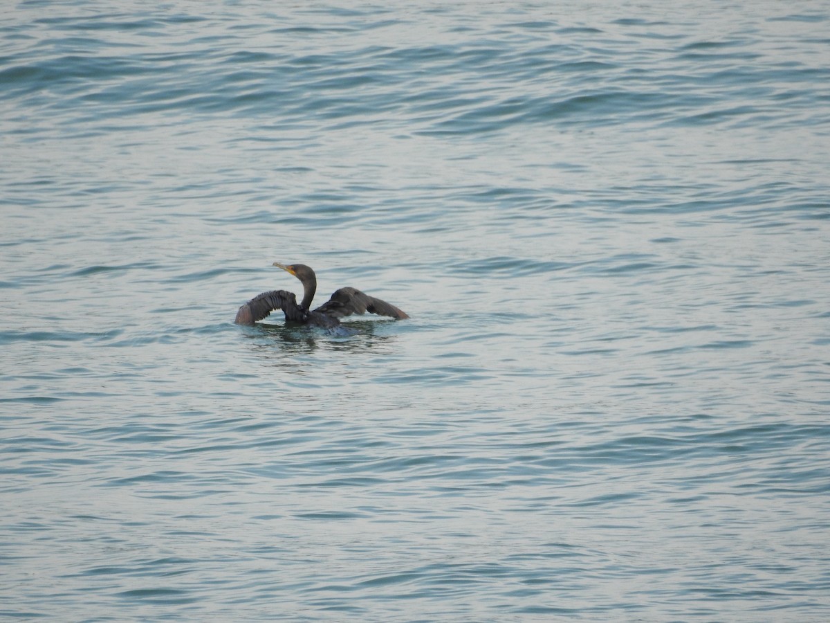 Double-crested Cormorant - ML107655781