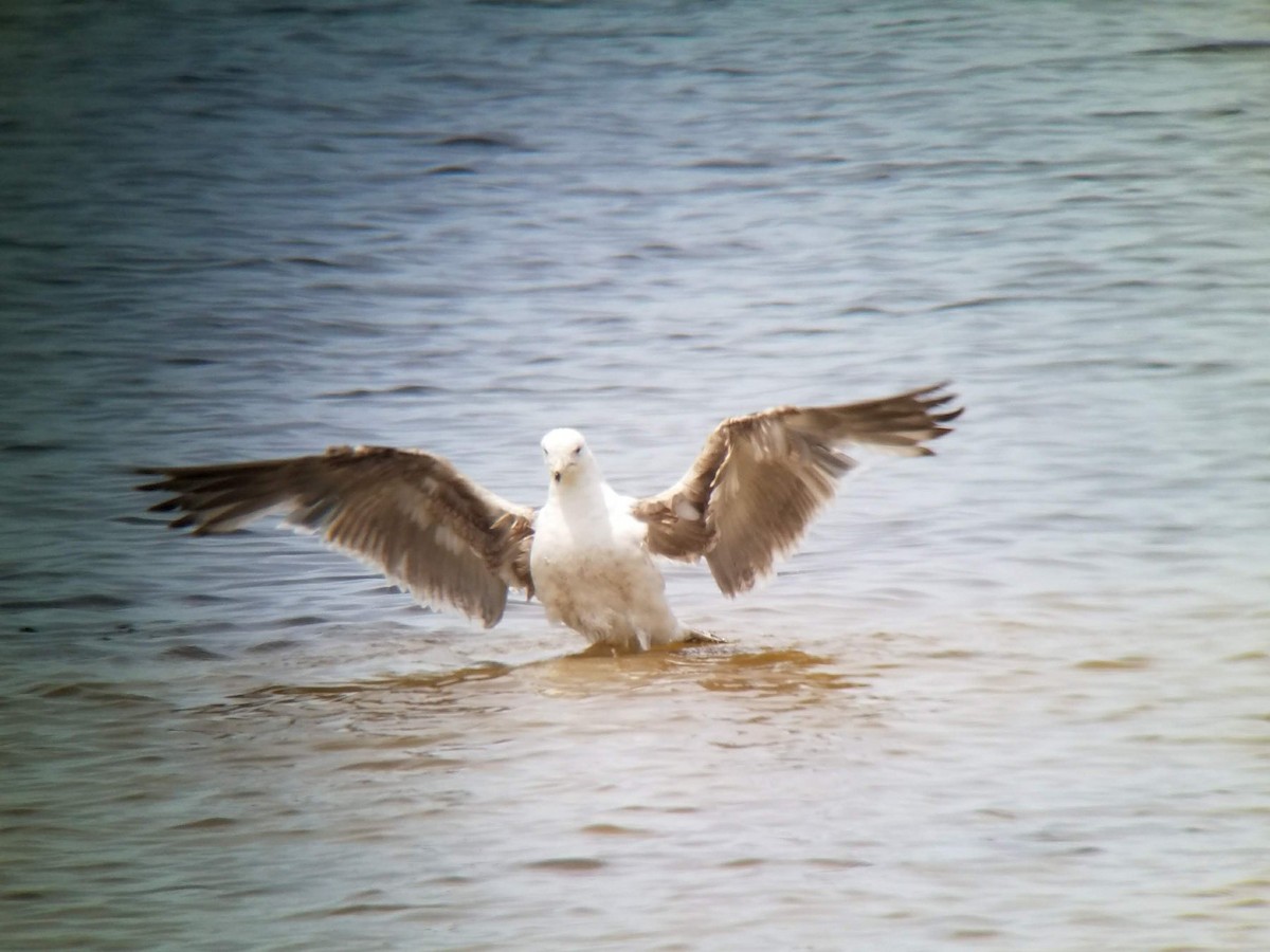 Lesser Black-backed Gull - Lisa Schibley