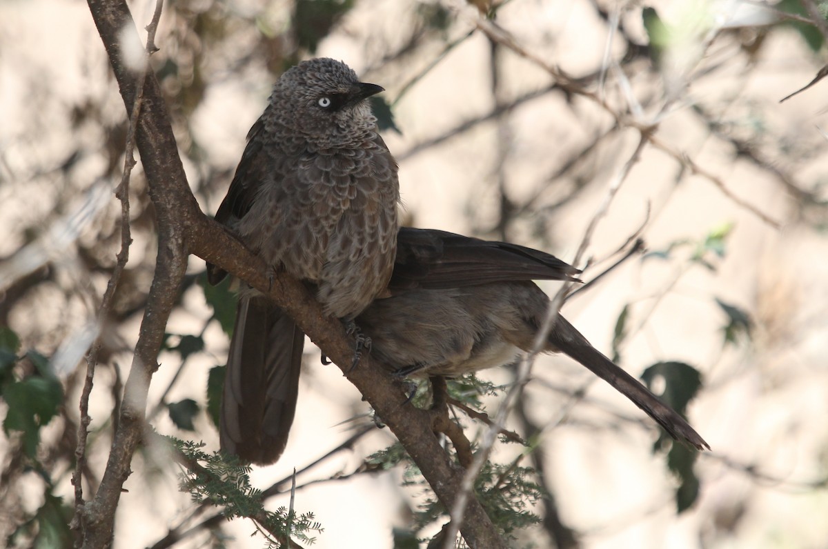 Black-lored Babbler (Sharpe's) - Alexander Lees
