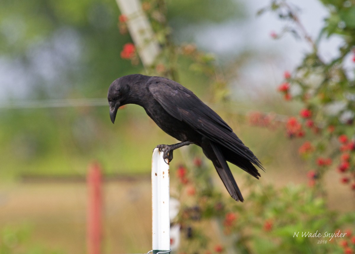 Fish Crow - ML107657141