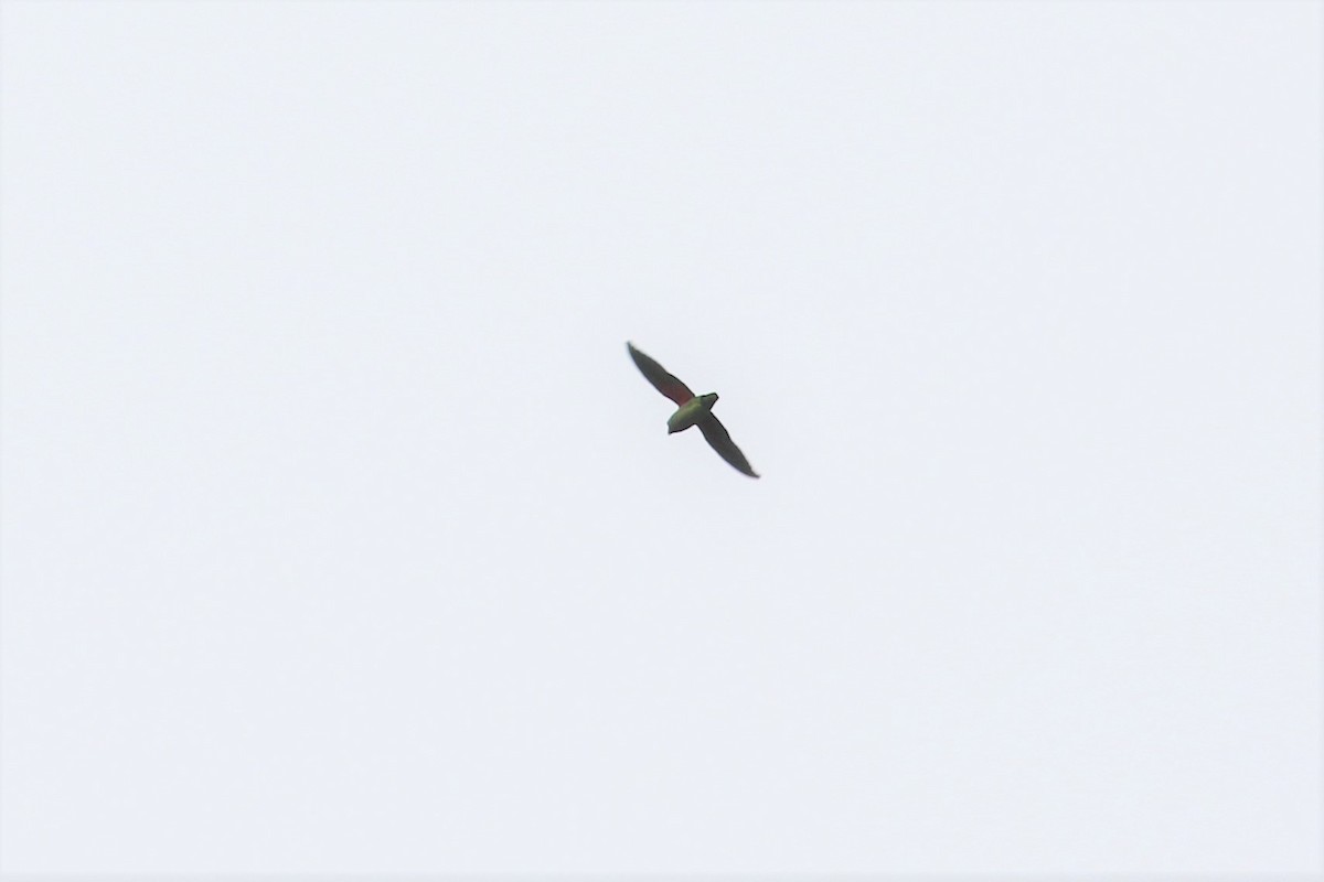 Blue-rumped Parrot - ML107660251