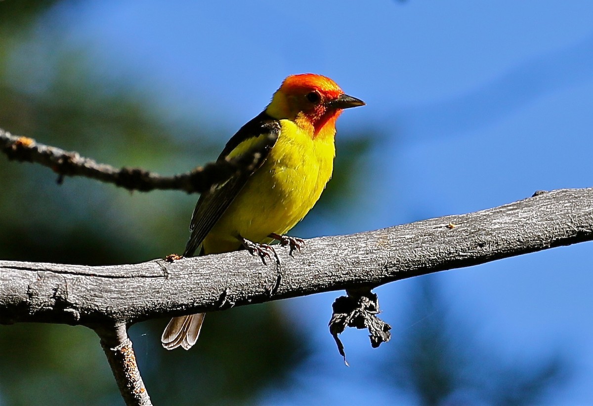 Western Tanager - Bill Hill